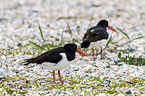 Eurasian oystercatcher