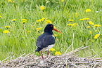 Eurasian oystercatcher