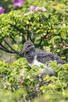 Eurasian oystercatcher