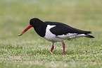 Eurasian oystercatcher