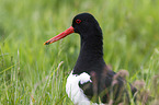 Eurasian oystercatcher