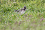 Eurasian oystercatcher