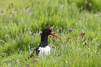 Eurasian oystercatcher