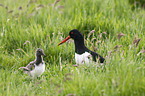 Eurasian oystercatcher