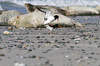 Eurasian oystercatcher