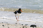 Eurasian oystercatcher