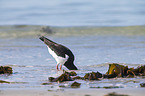 Eurasian oystercatcher