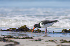 Eurasian oystercatcher