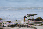 Eurasian oystercatcher