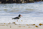 Eurasian oystercatcher