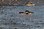 Eurasian oystercatcher