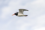 Eurasian oystercatcher