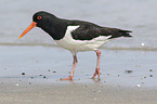 Eurasian oystercatcher