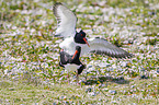 oystercatcher