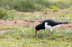 oystercatcher