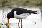 Eurasian oystercatcher