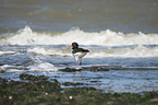 walking Eurasian Oystercatcher