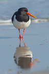 walking Eurasian Oystercatcher