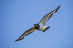flying Eurasian Oystercatcher