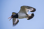 flying Eurasian Oystercatcher