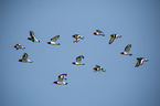 flying Eurasian Oystercatchers