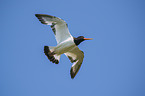 flying Eurasian Oystercatcher