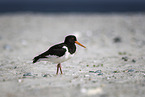 Eurasian Oystercatcher