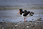 Eurasian Oystercatcher