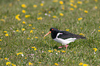 Eurasian oystercatcher