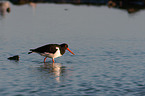 Eurasian oystercatcher