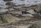 Eurasian oystercatcher