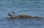 Eurasian oystercatchers