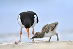 Eurasian oystercatcher