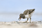 Eurasian oystercatcher