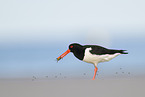 Eurasian oystercatcher