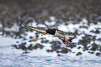 Eurasian oystercatcher