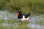 Eurasian oystercatcher