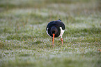 Eurasian oystercatcher