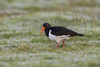 Eurasian oystercatcher