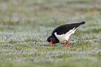 Eurasian oystercatcher