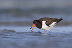 Eurasian oystercatcher
