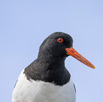 oystercatcher portrait
