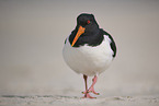 oystercatcher
