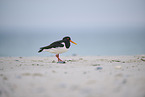 oystercatcher