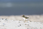 oystercatcher
