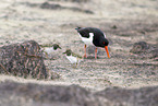oystercatcher