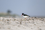 oystercatcher