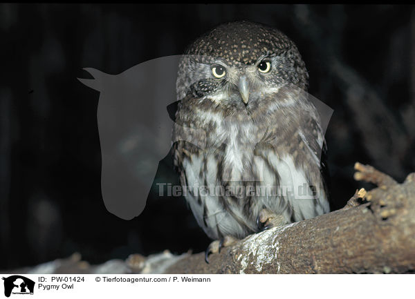 Pygmy Owl / PW-01424