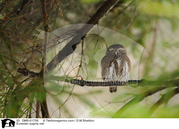 Sperlingskauz / Eurasian pygmy owl / DMS-01756
