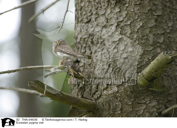 Sperlingskauz / Eurasian pygmy owl / THA-04636